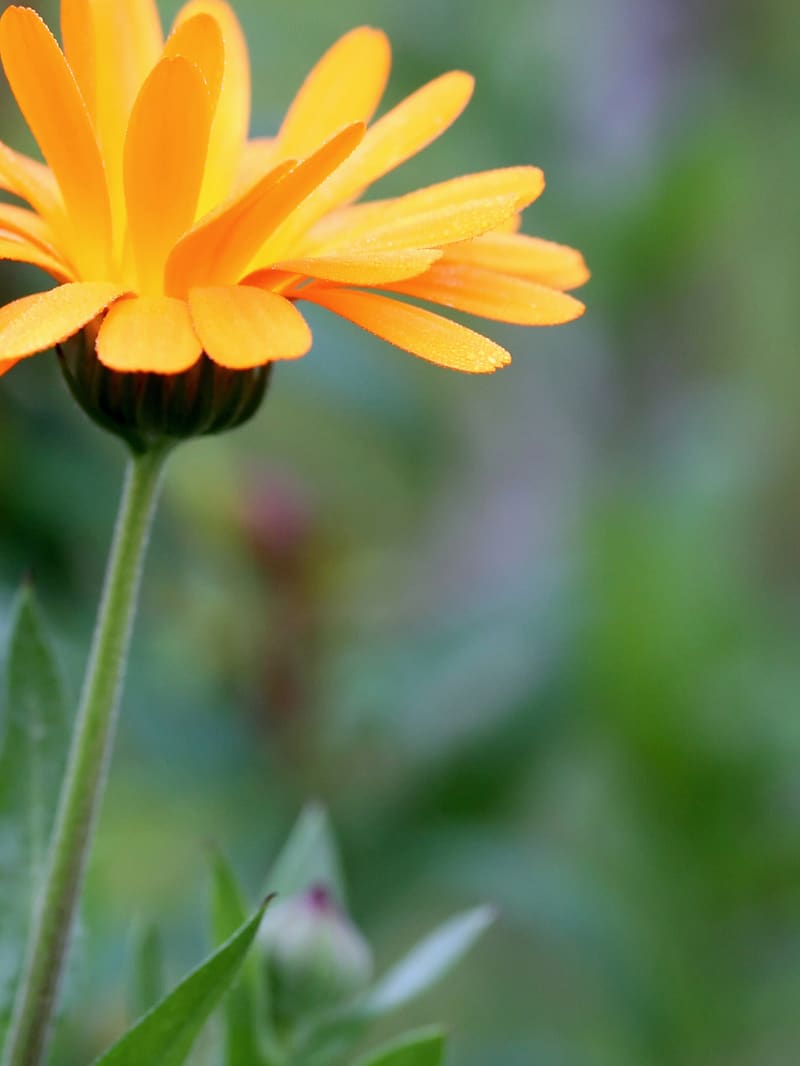 Ringelblume (Calendula) in einem Naturgarten